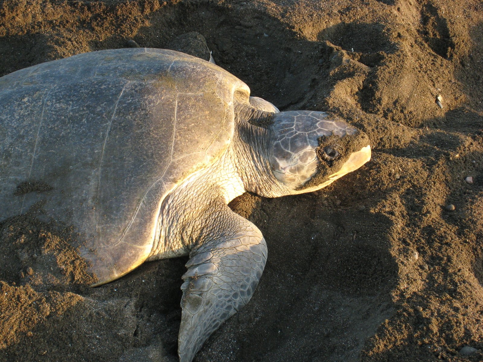 The peak of the turtle nesting season on the central Nicoya