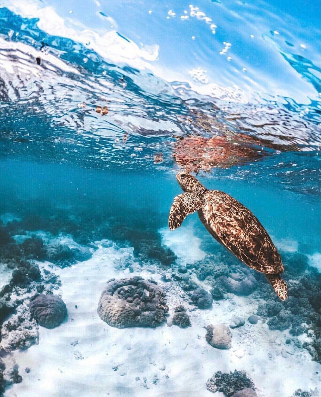 Sea Turtle. Save the sea turtles, Sea turtle wallpaper, Baby sea