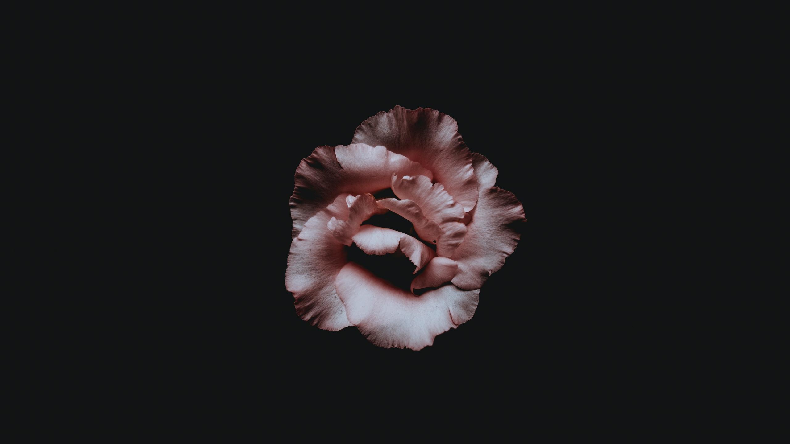 Download wallpaper 2560x1440 flower, petals, dark, bud widescreen