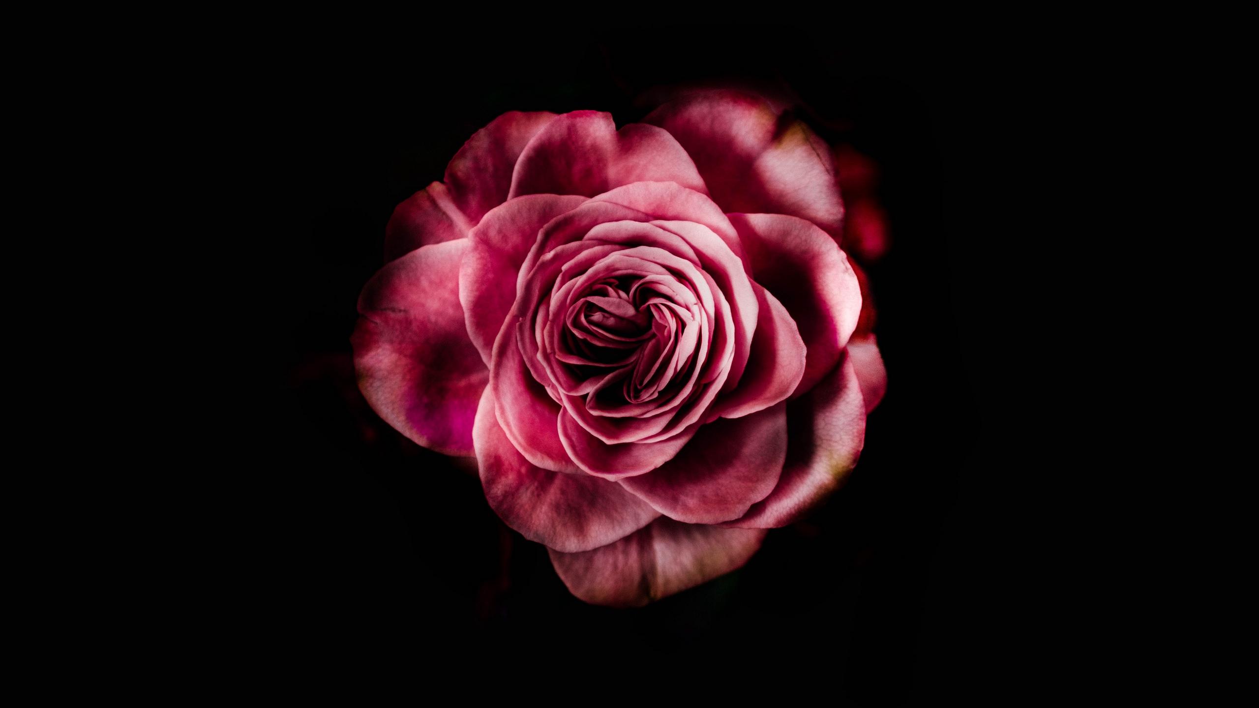 Download wallpaper 2560x1440 rose, bud, pink, dark background