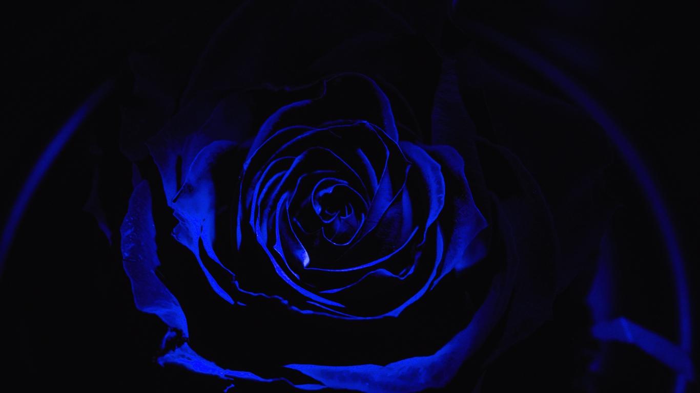 Wallpaper Rose, Blue Rose, Petals, Dark, Bud
