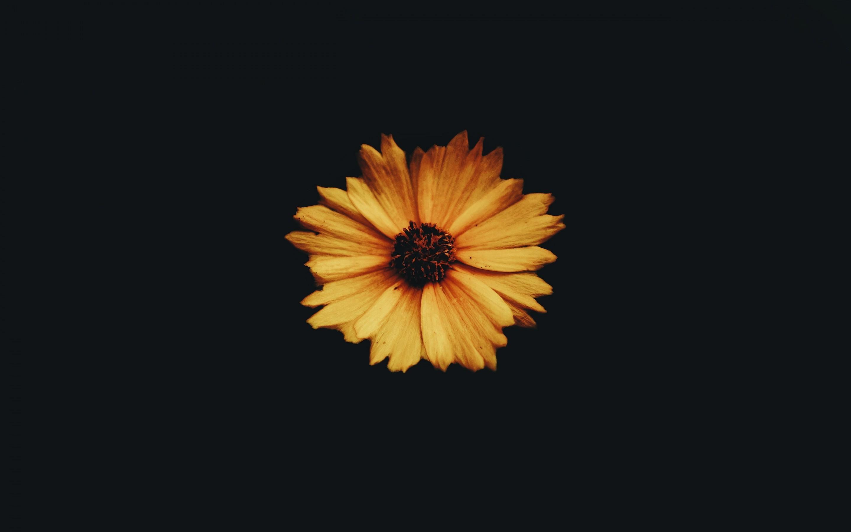Download 2880x1800 Yellow Flower, Petals, Dark Wallpaper