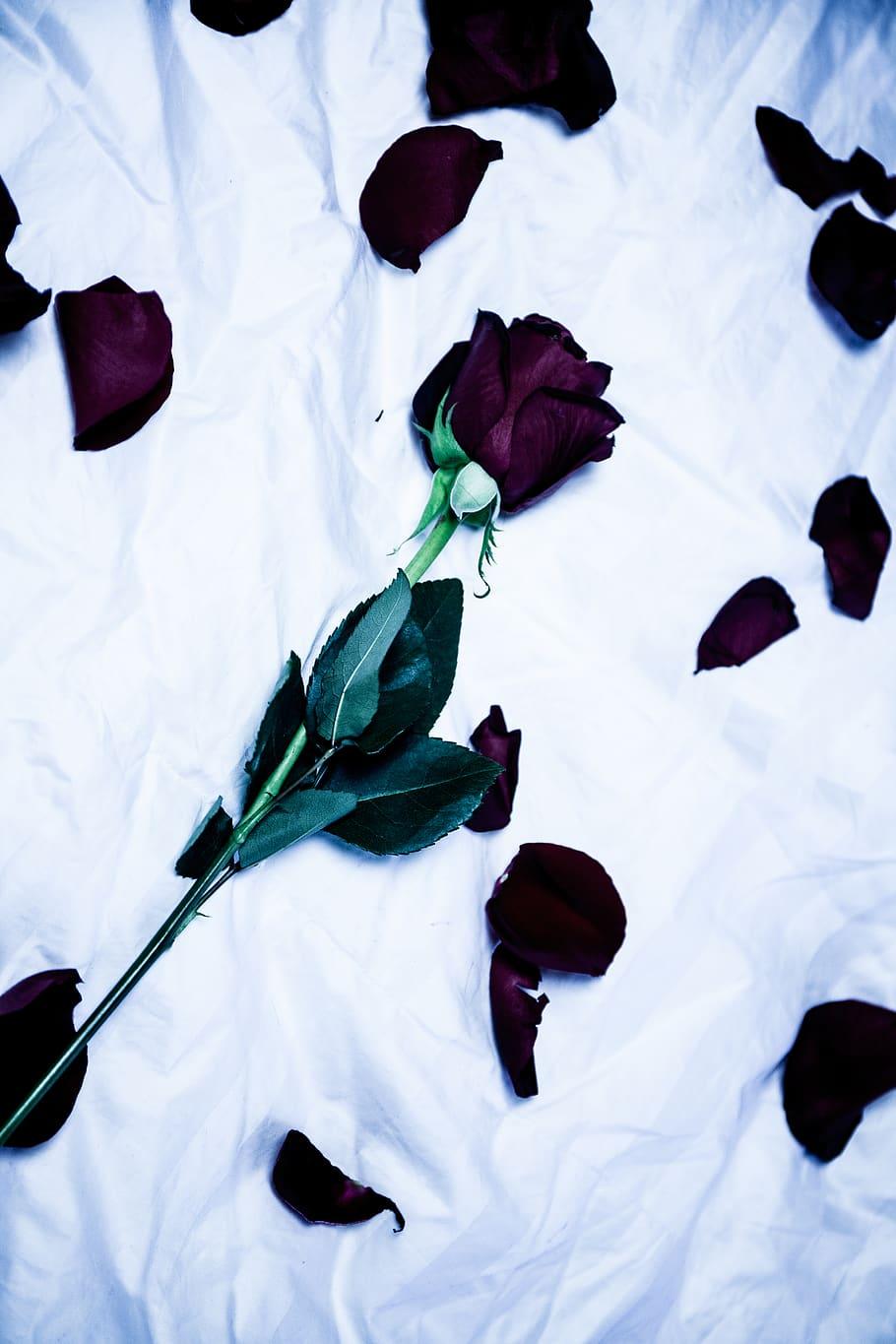 HD wallpaper: flower, floral, rose, valentine, petals, dead, sad