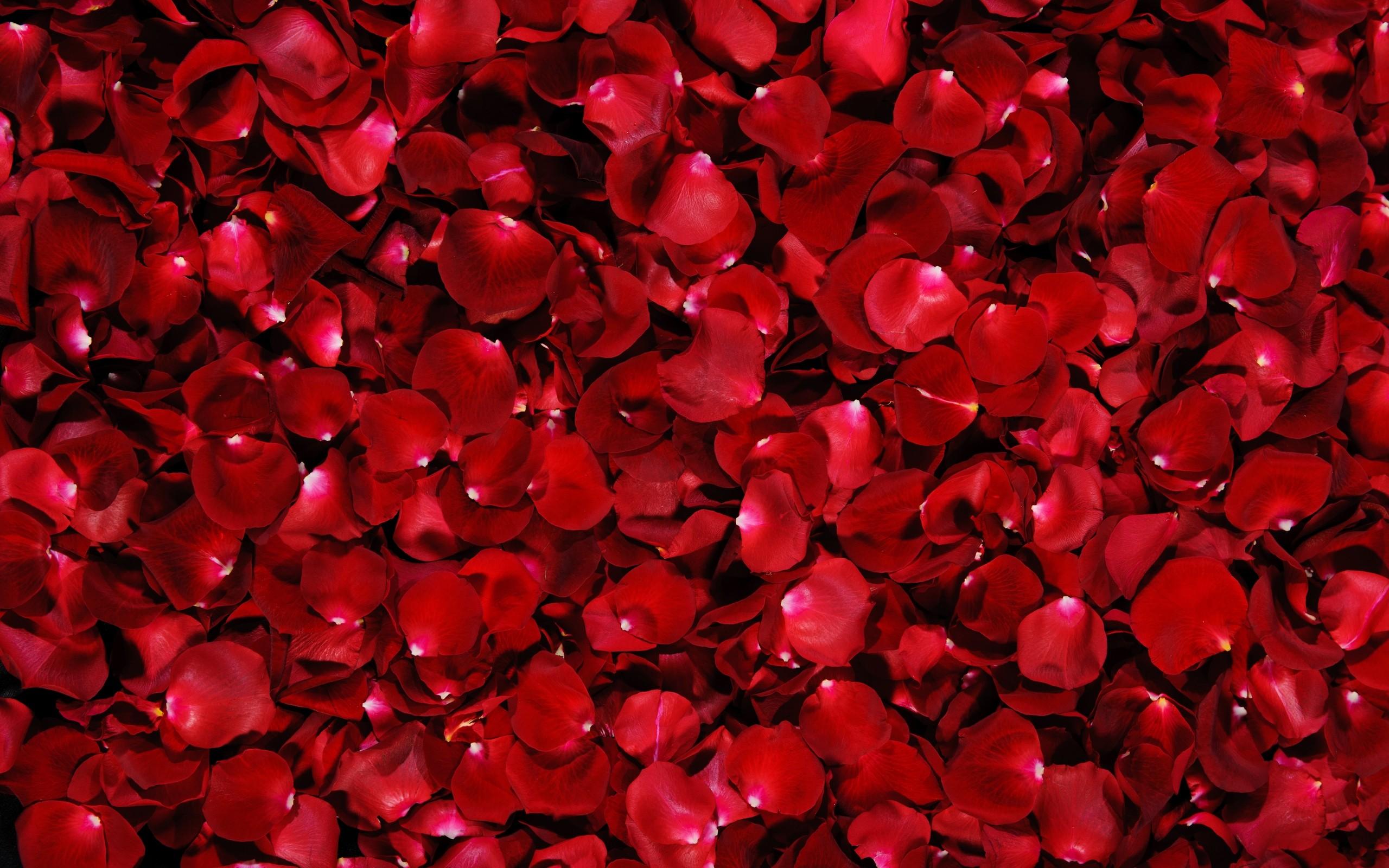 Red Flower Petals wallpaperx1600