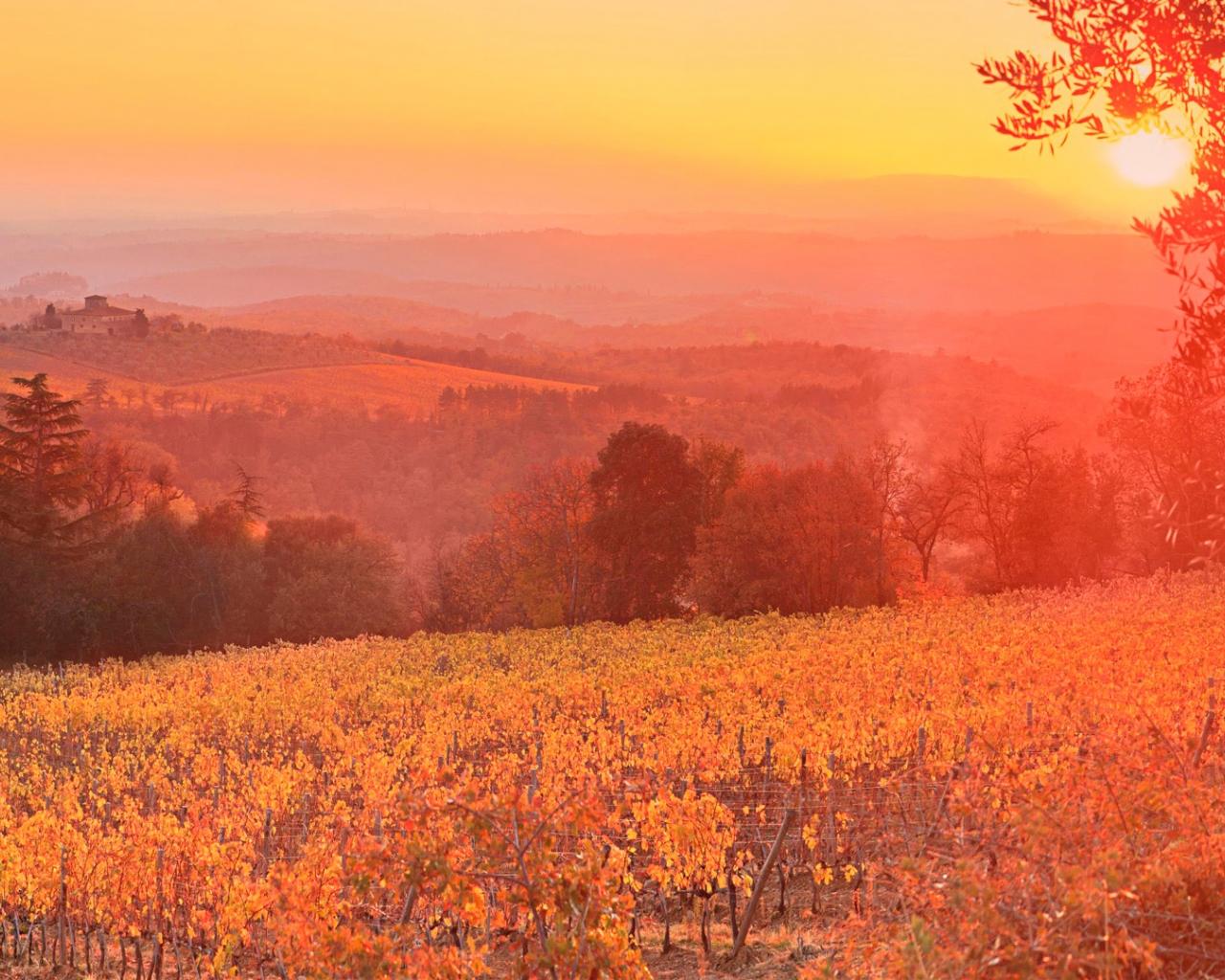 Free download Vineyard Sunset Siena Tuscany Italy Wallpaper HD
