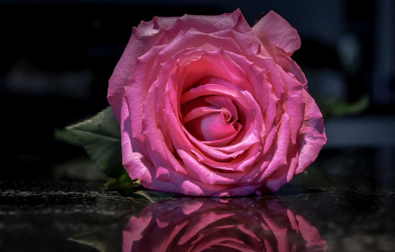Wallpaper flower, water, macro, reflection, background, pink, dark