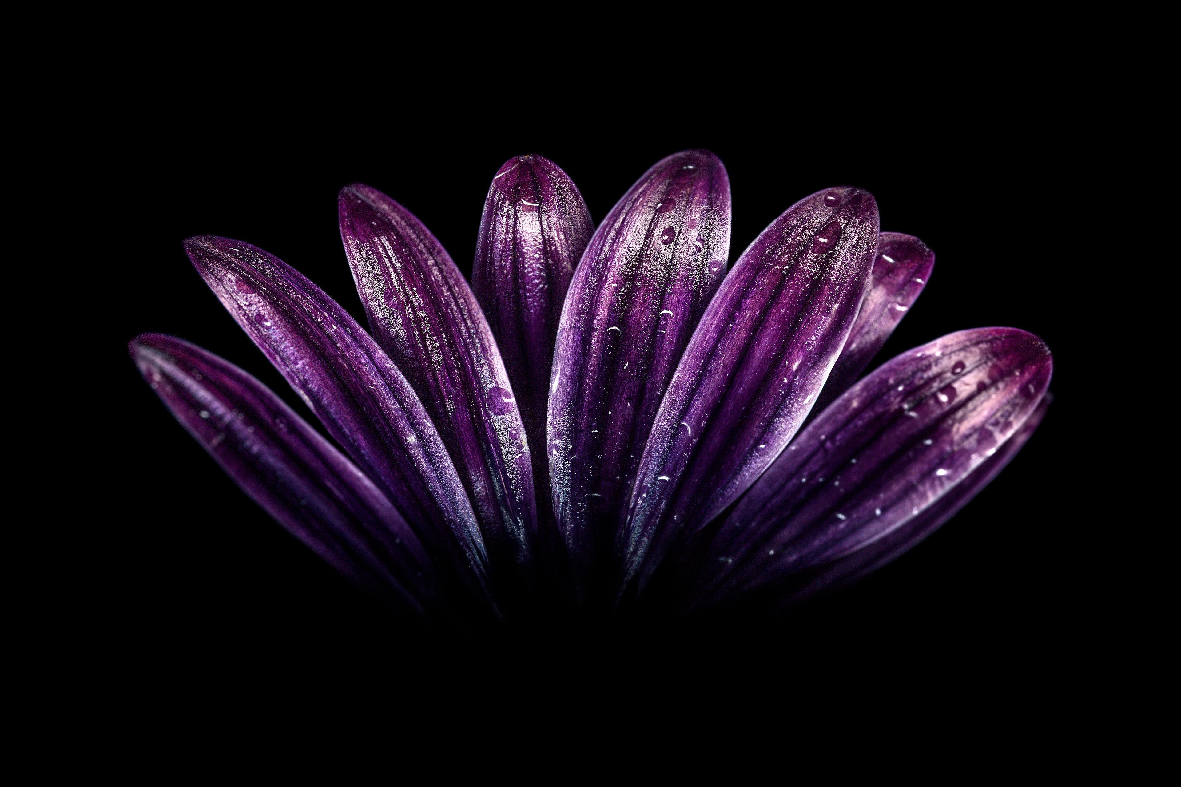 #Purple, K, #Petals, #Light paint, #Dark. Flowers