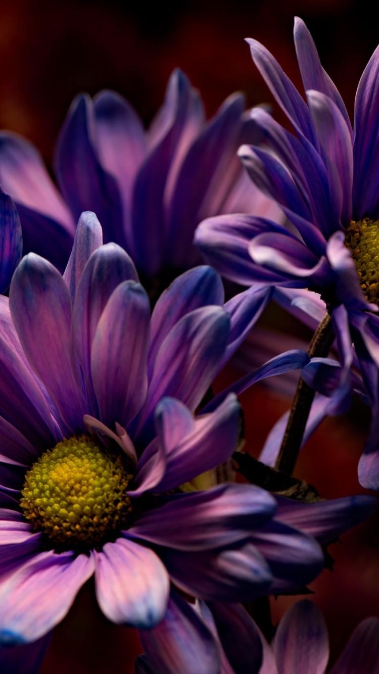 Purple flowers, petals, macro photography, darkness 750x1334