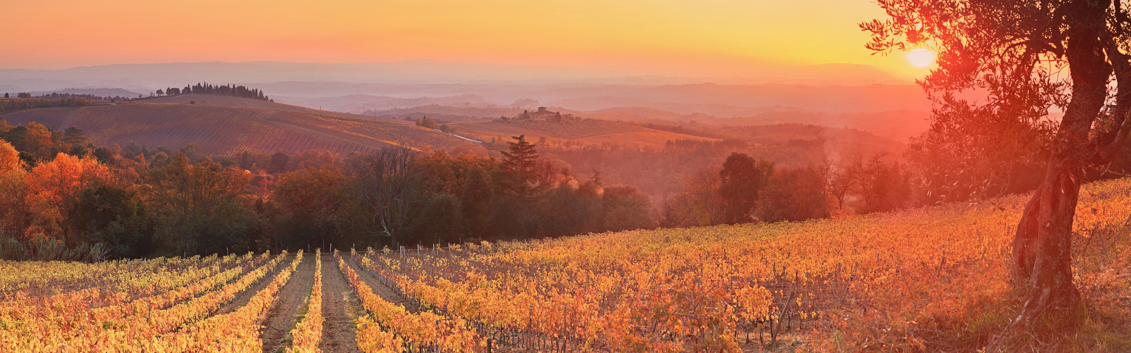 Vineyard Sunset Siena Tuscany Italy Wallpaper in jpg format