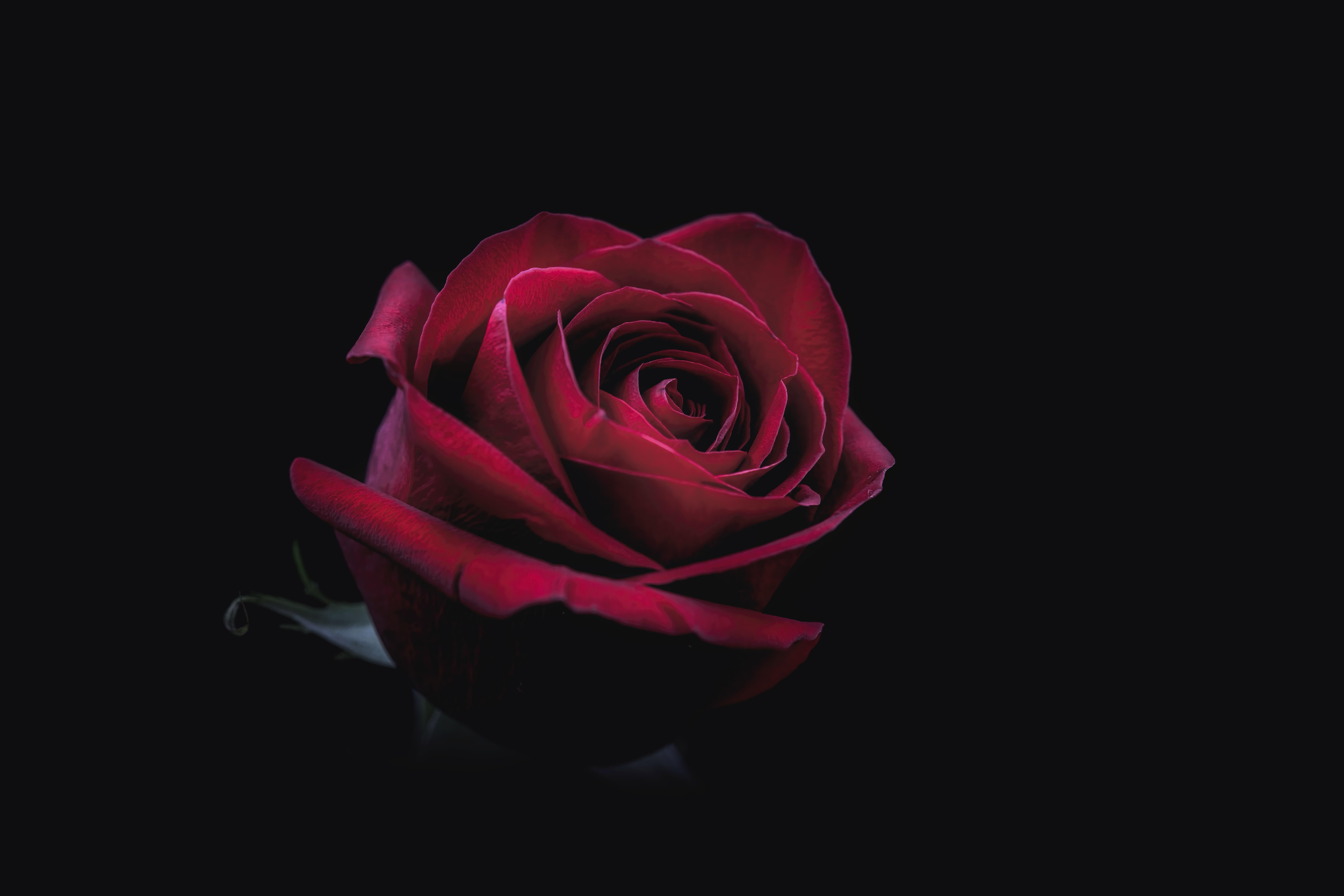Rose, Bud, Red, Dark, Close Up Xs Max Wallpaper Rose