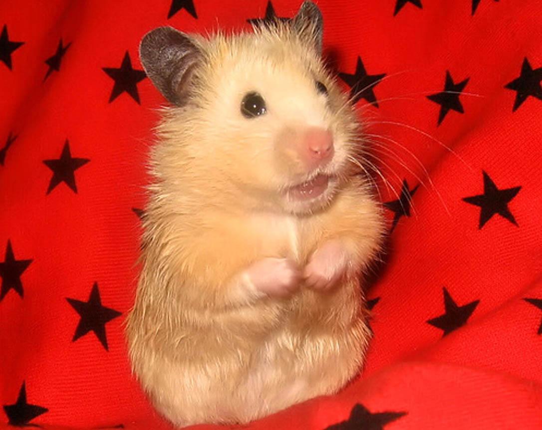 Free download Love Valentine Hamster Computer Screen Saver PC