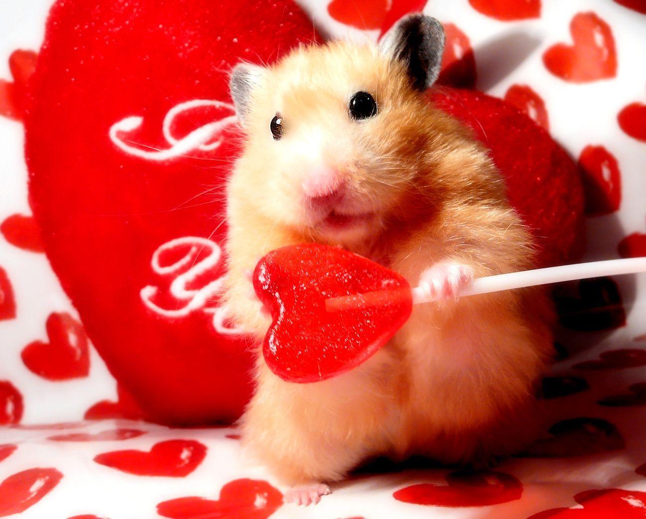 a !!!!!!!!. Cute hamsters, Animals, Cute animals