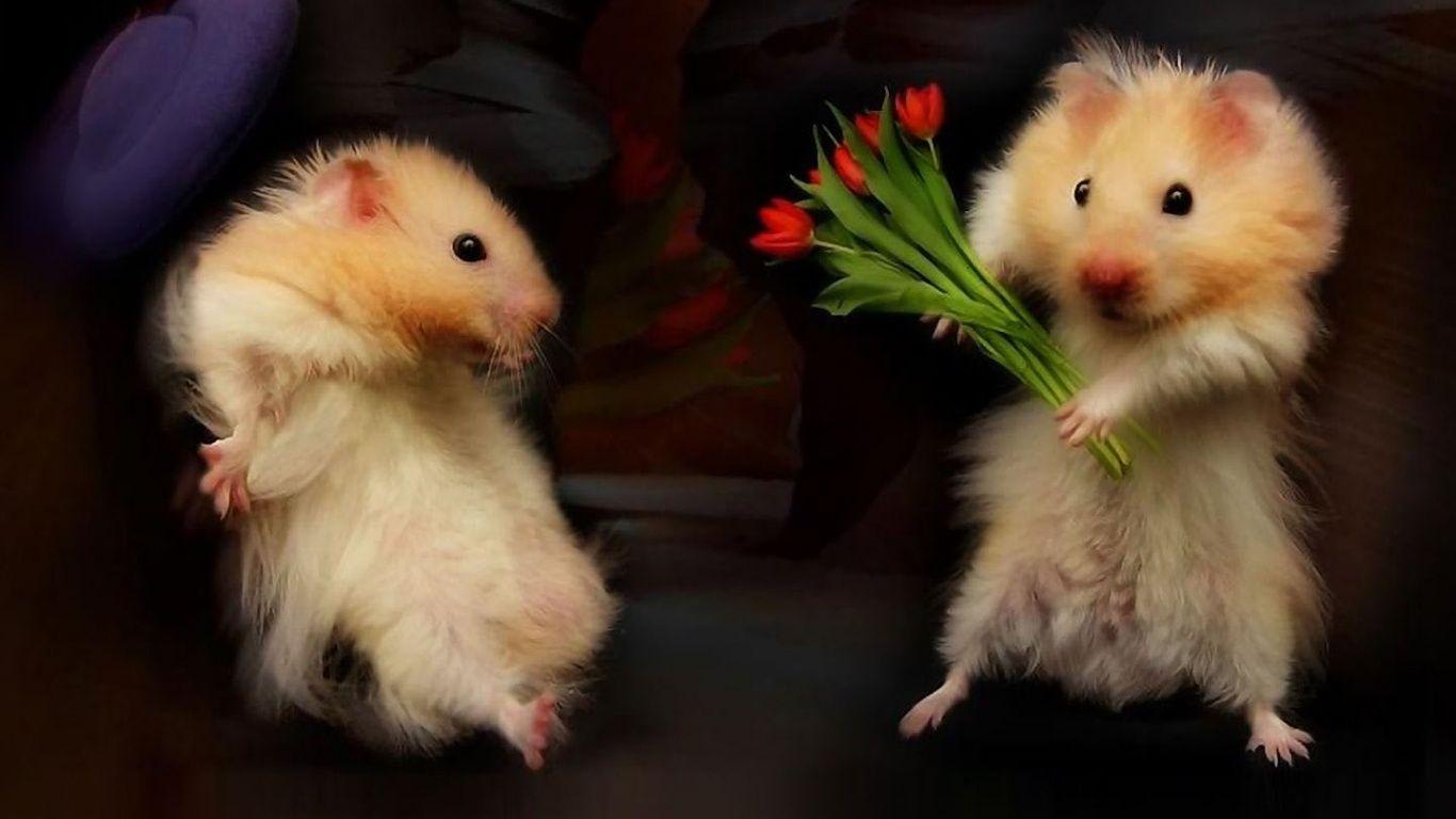Ladies and gentleman here we go for wallpaper of Valentine's Day