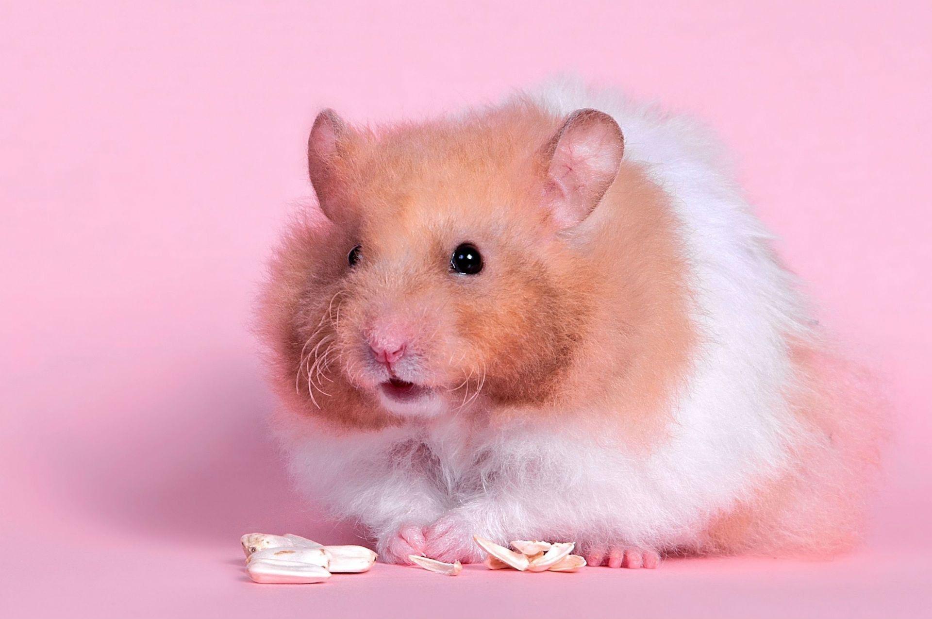 Hamster Collection See All #Wallpaper, #wallpaper #background