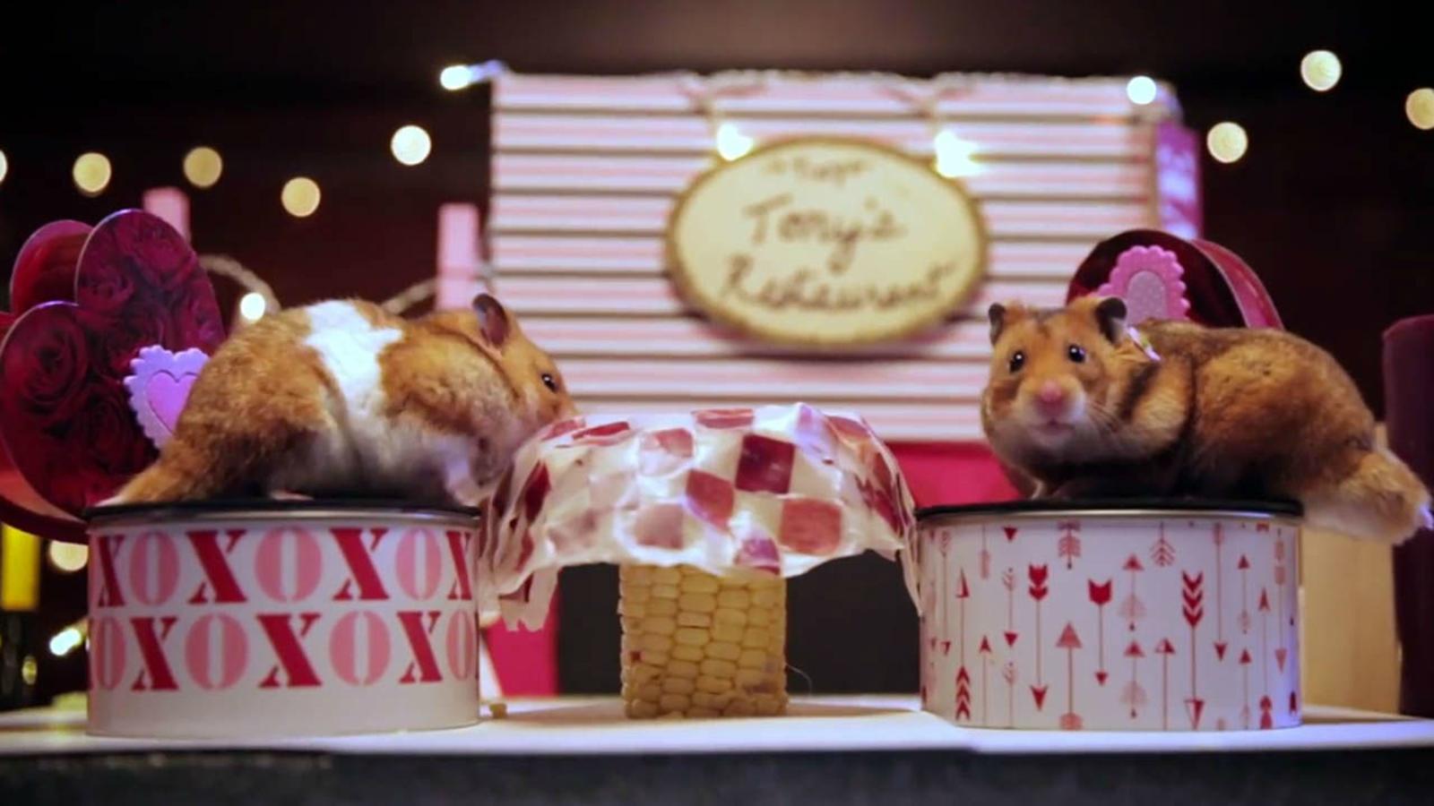 Tiny hamsters bring the romance with adorably tiny Valentine's Day