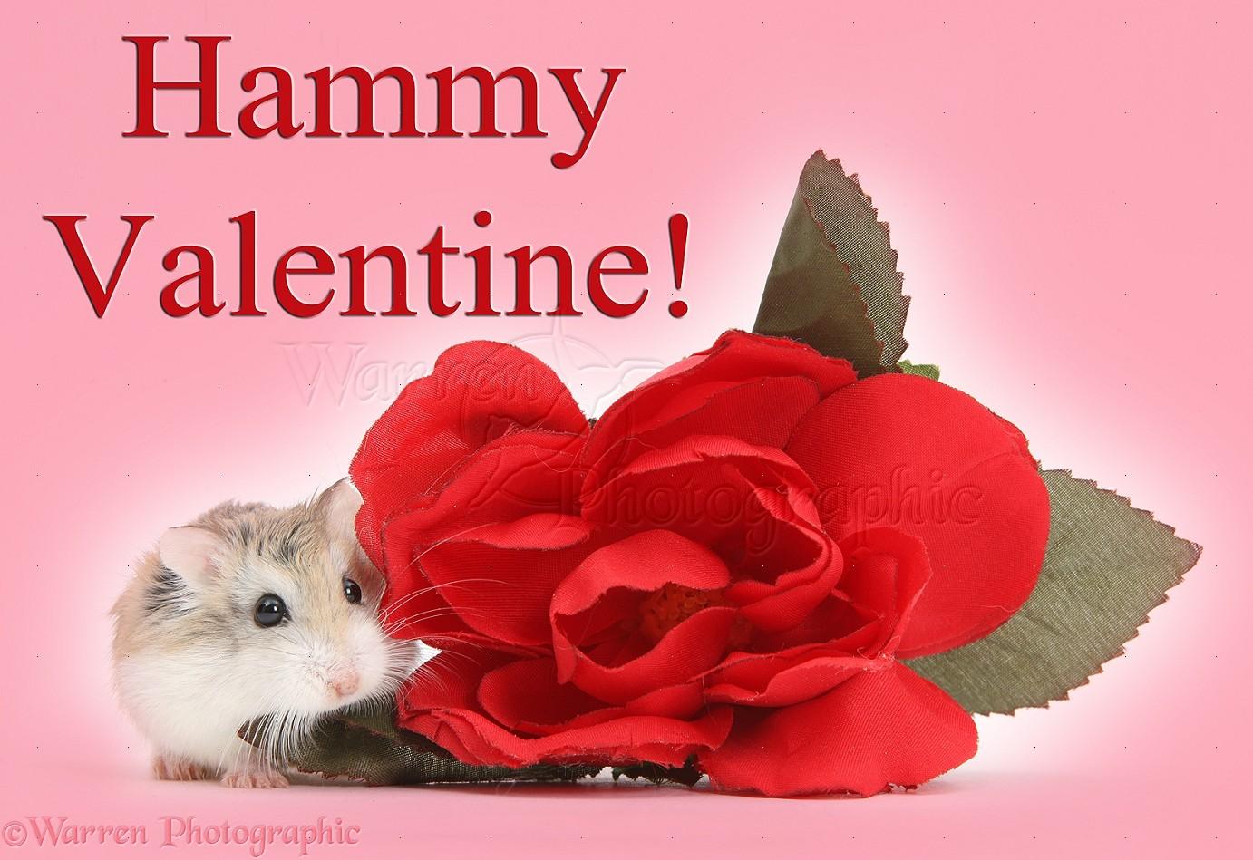 Get Here Happy Valentines Hamster Image