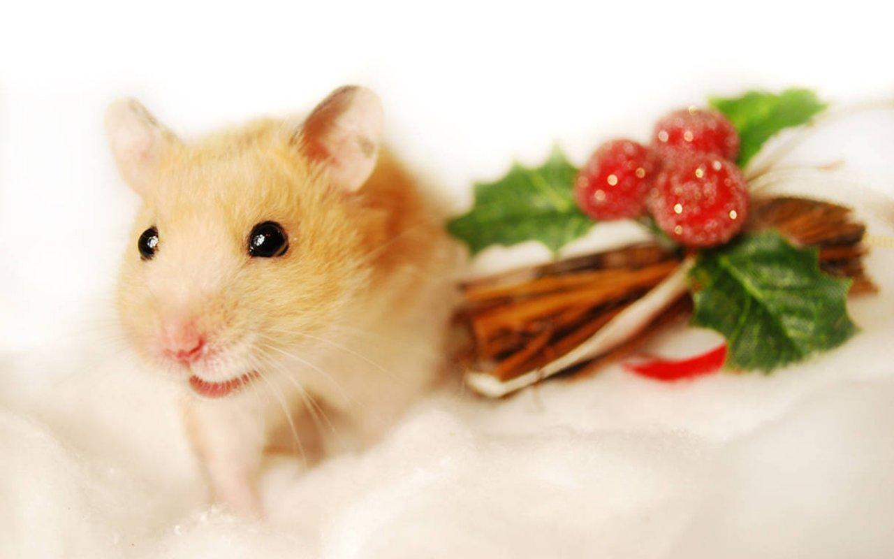 Free download Hamster With Christmas 1280x800 Wallpaper 1280x800