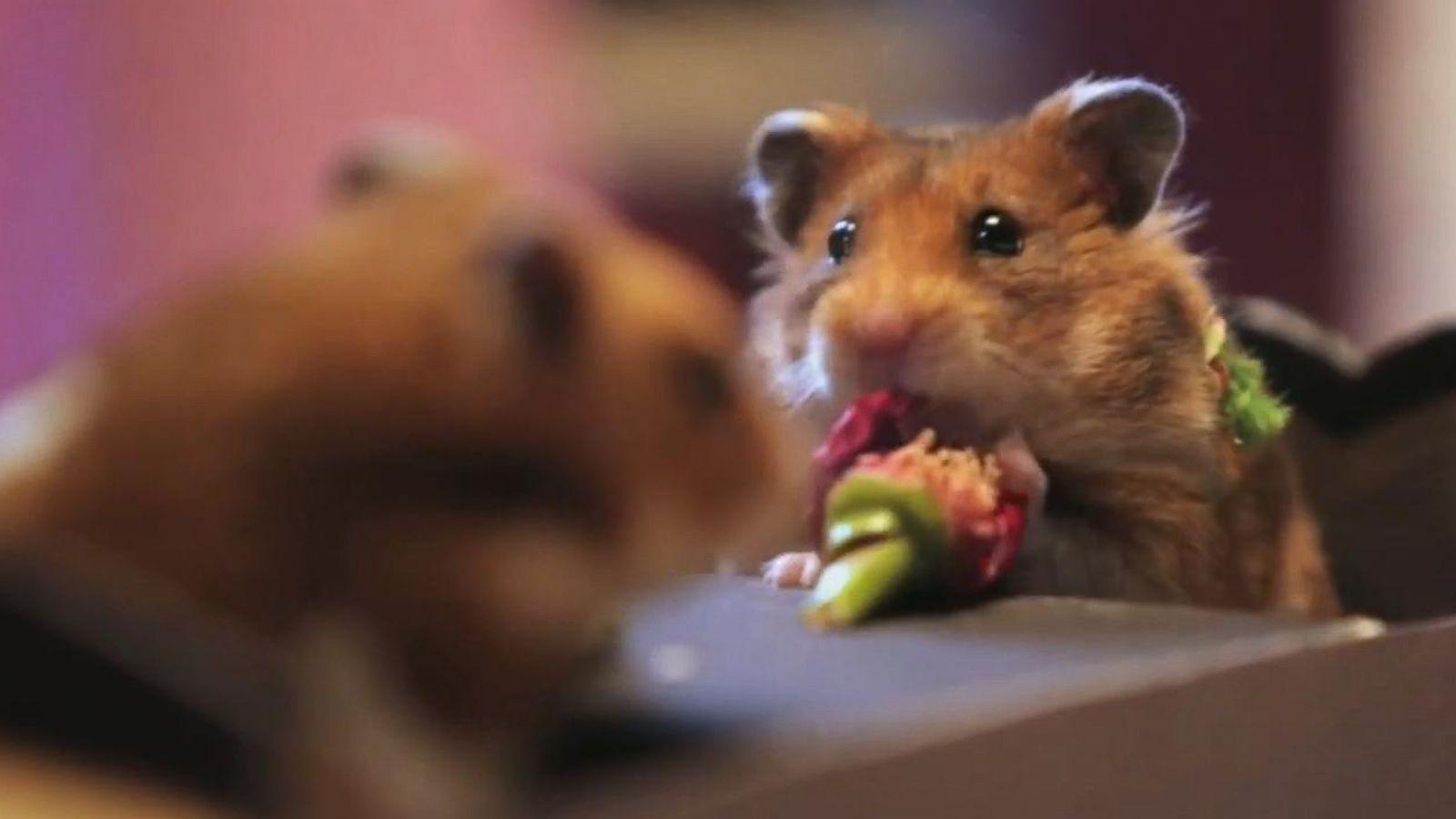 Tiny Hamsters Go On a Tiny Date, Valentine's Day Edition
