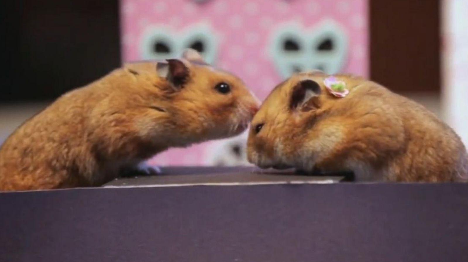 Tiny Hamsters Go On a Tiny Date, Valentine's Day Edition