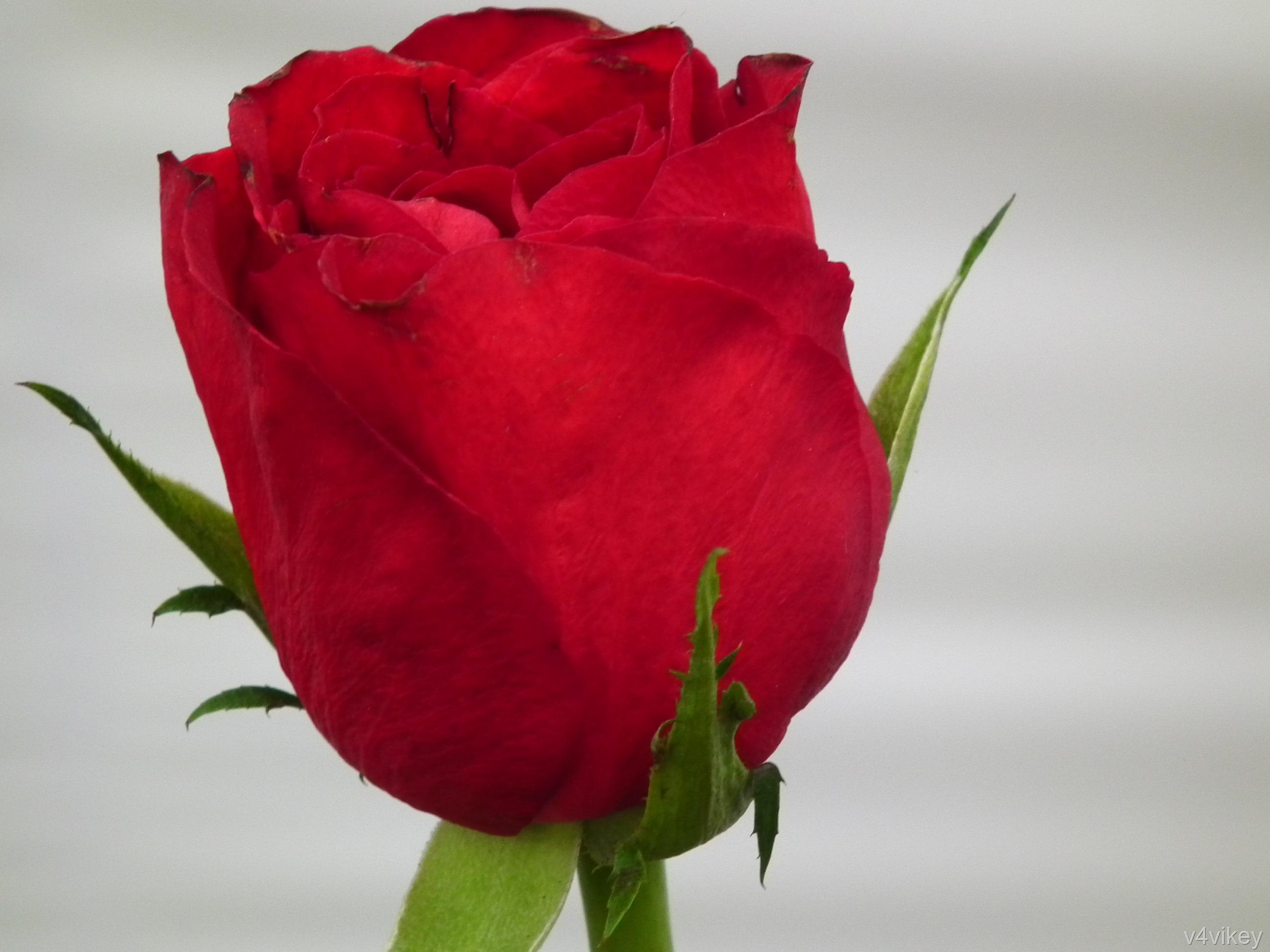 Valentines day Rose Flower image « Wallpaper Tadka
