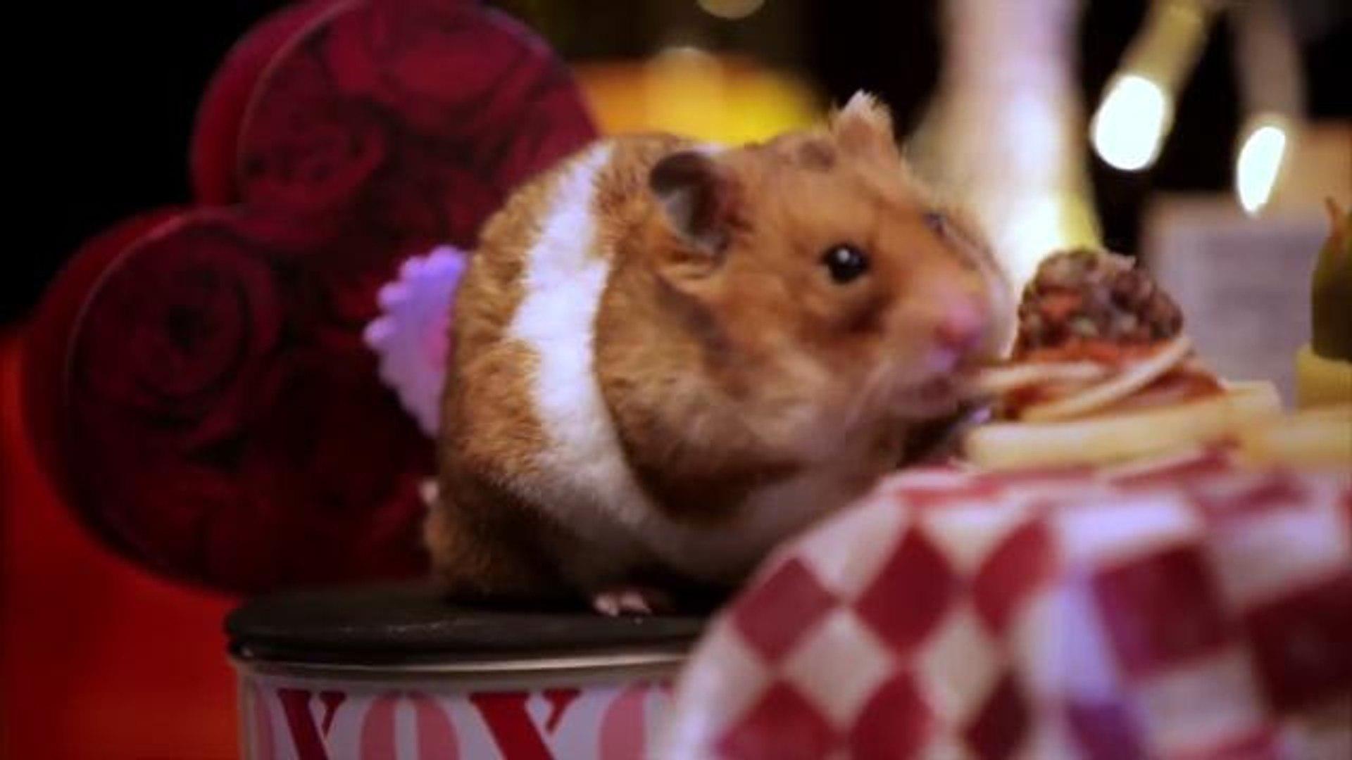 Tiny Hamsters Eating Tiny Valentine's Day Dinner Will Make Your