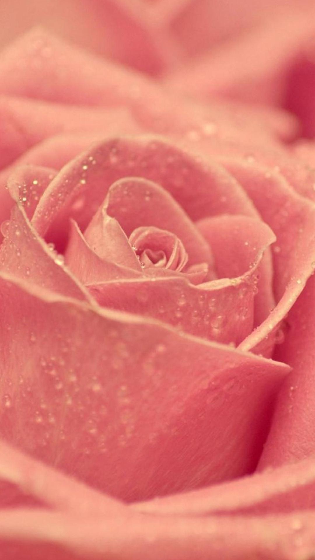 Rose Wallpaper for iPhone