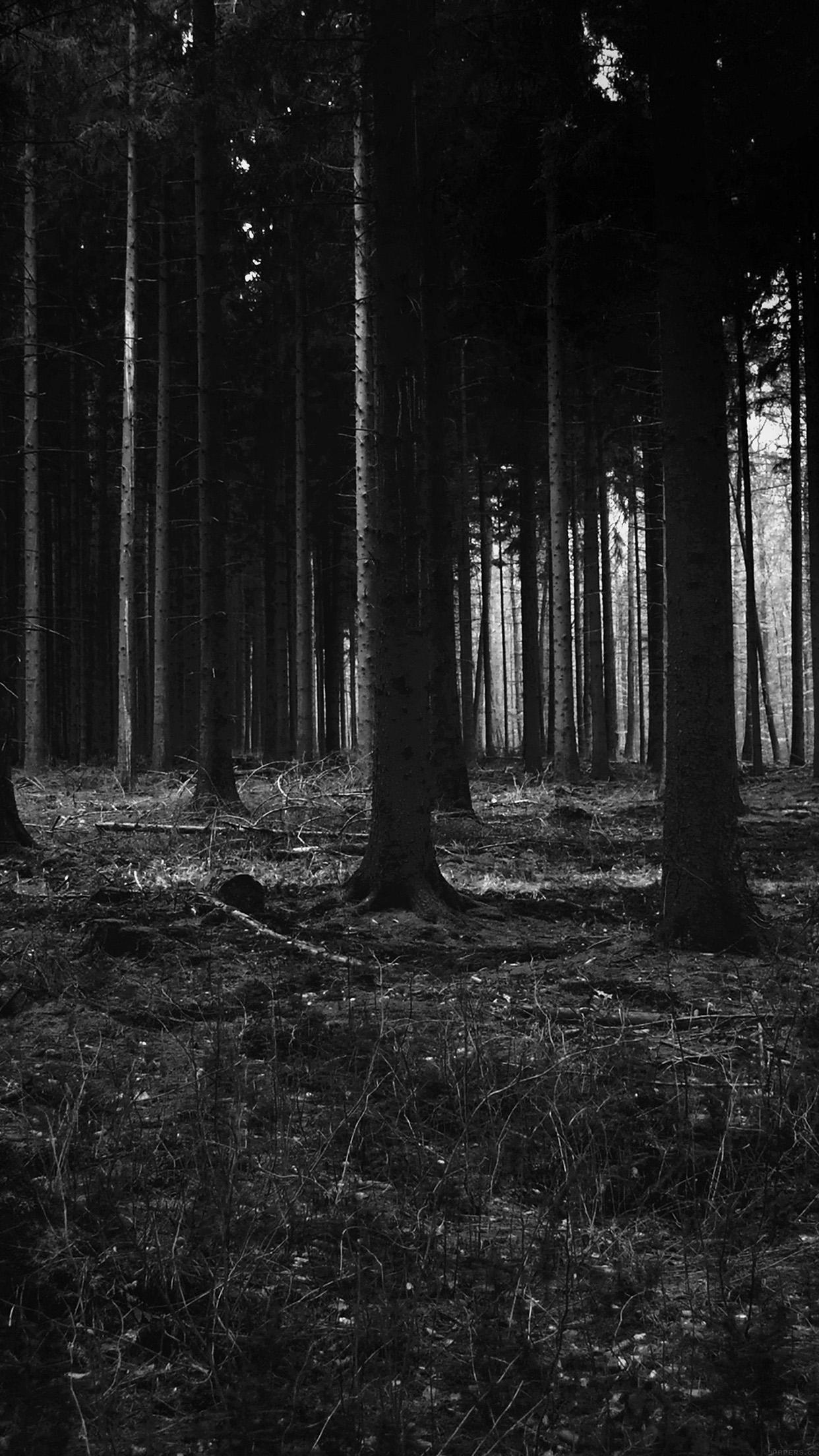 iPhone 6 Wallpaper dark scary night trees nature