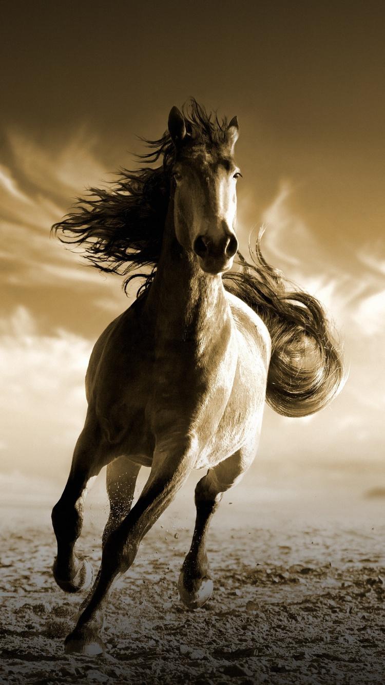 Seven Horse Mobile Wallpapers - Wallpaper Cave
