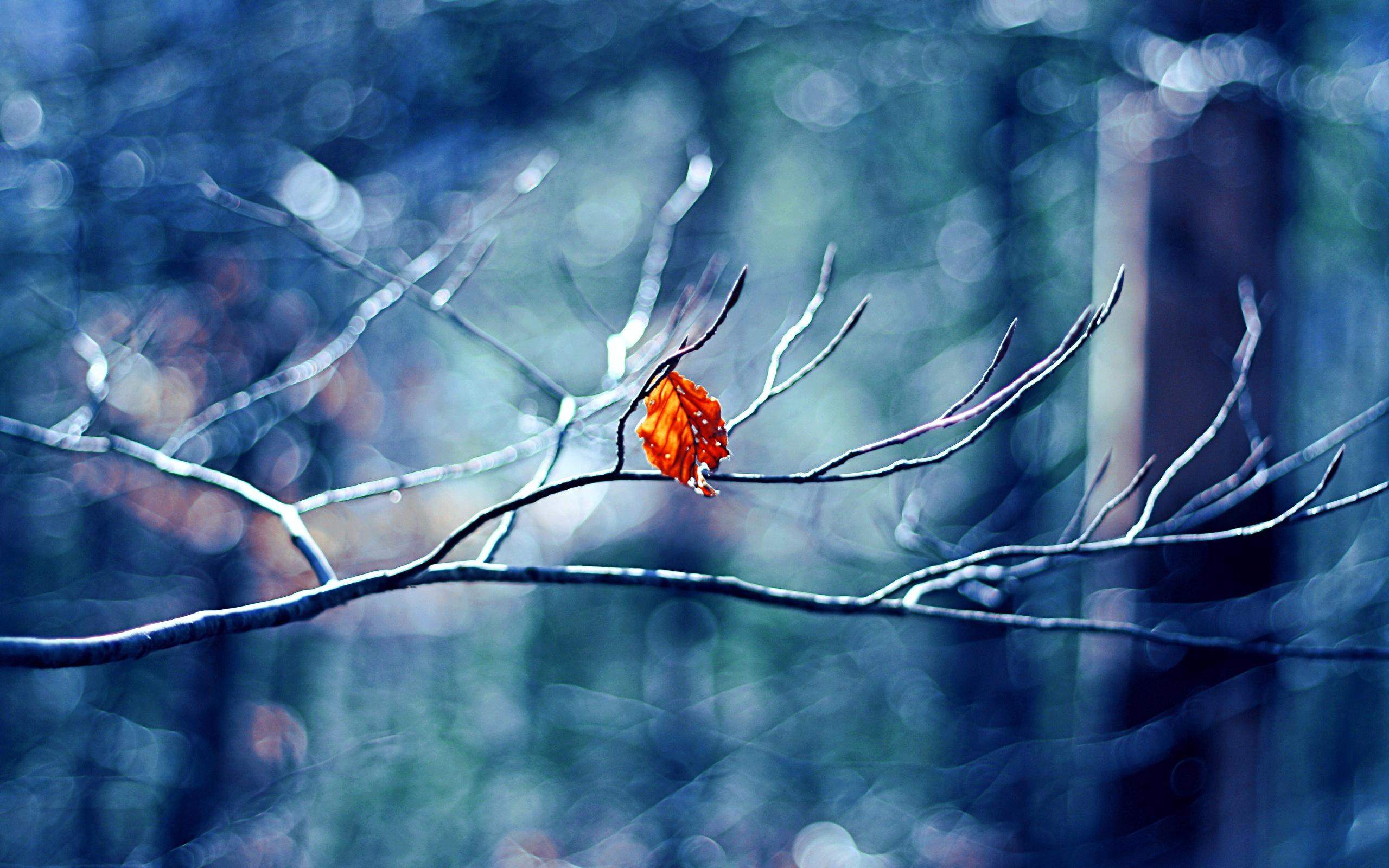 Winter Tree Leaf Wallpaper in jpg format for free download