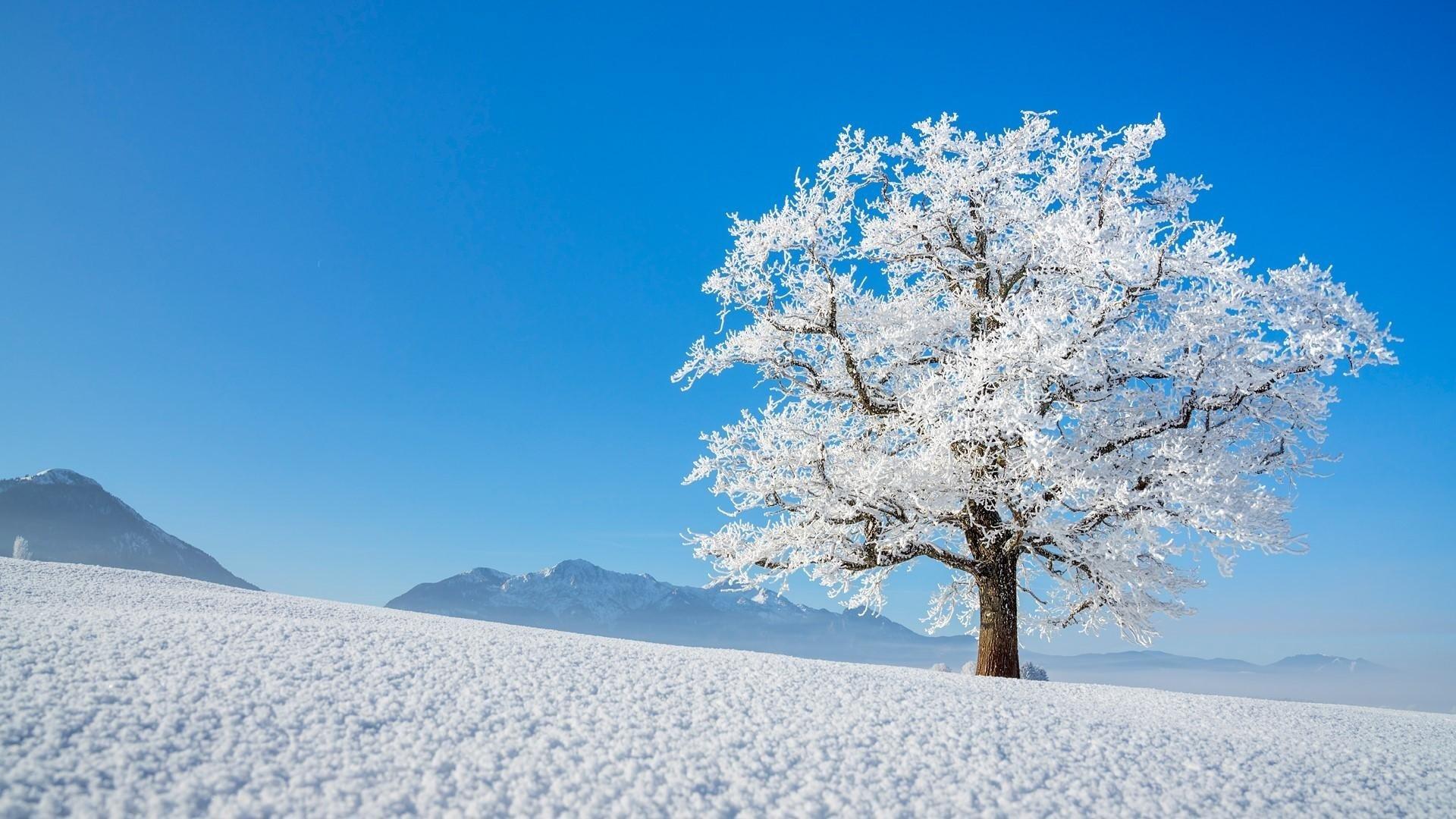 Lone Winter Tree HD Wallpaper