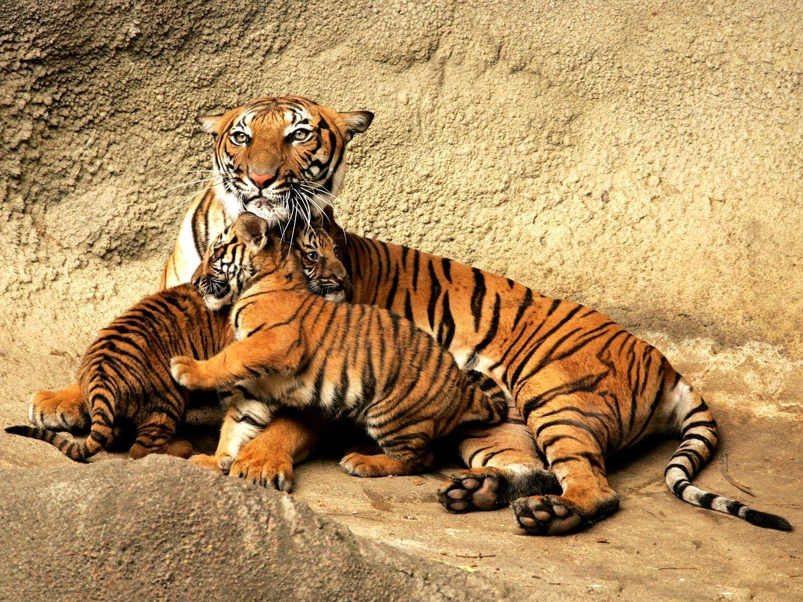 1,908 Yellow Tiger Stock Photos, High-Res Pictures, and Images - Getty  Images