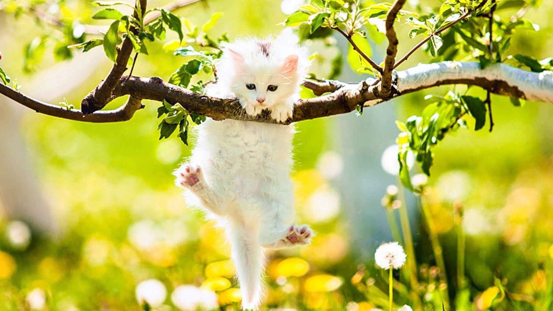 Cute Spring Desktop Wallpaper. Best HD Wallpaper. Spring animals, Animal wallpaper, Cute cats