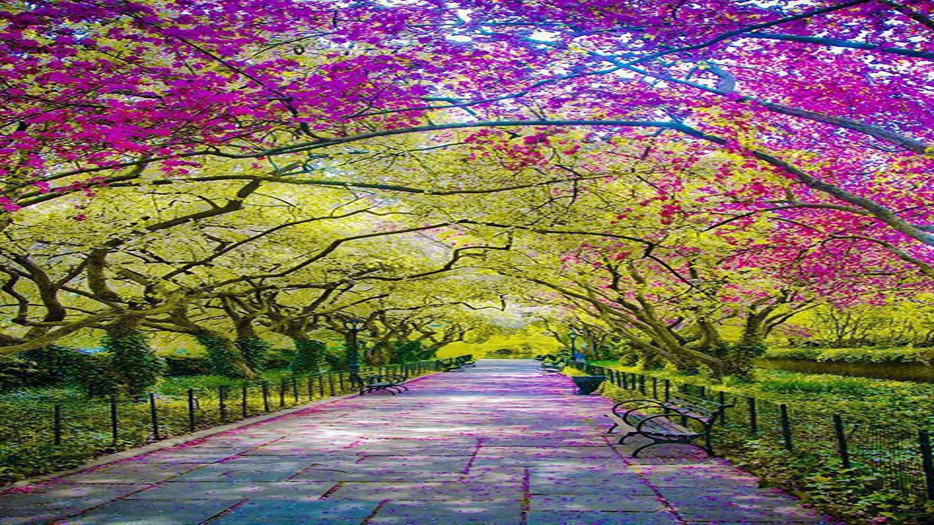 Central Park Spring Wallpaper