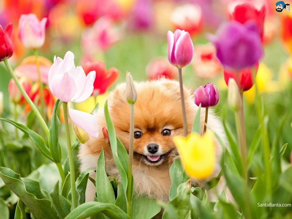 Dogs Boo Spring Dogs Wallpaper & Background