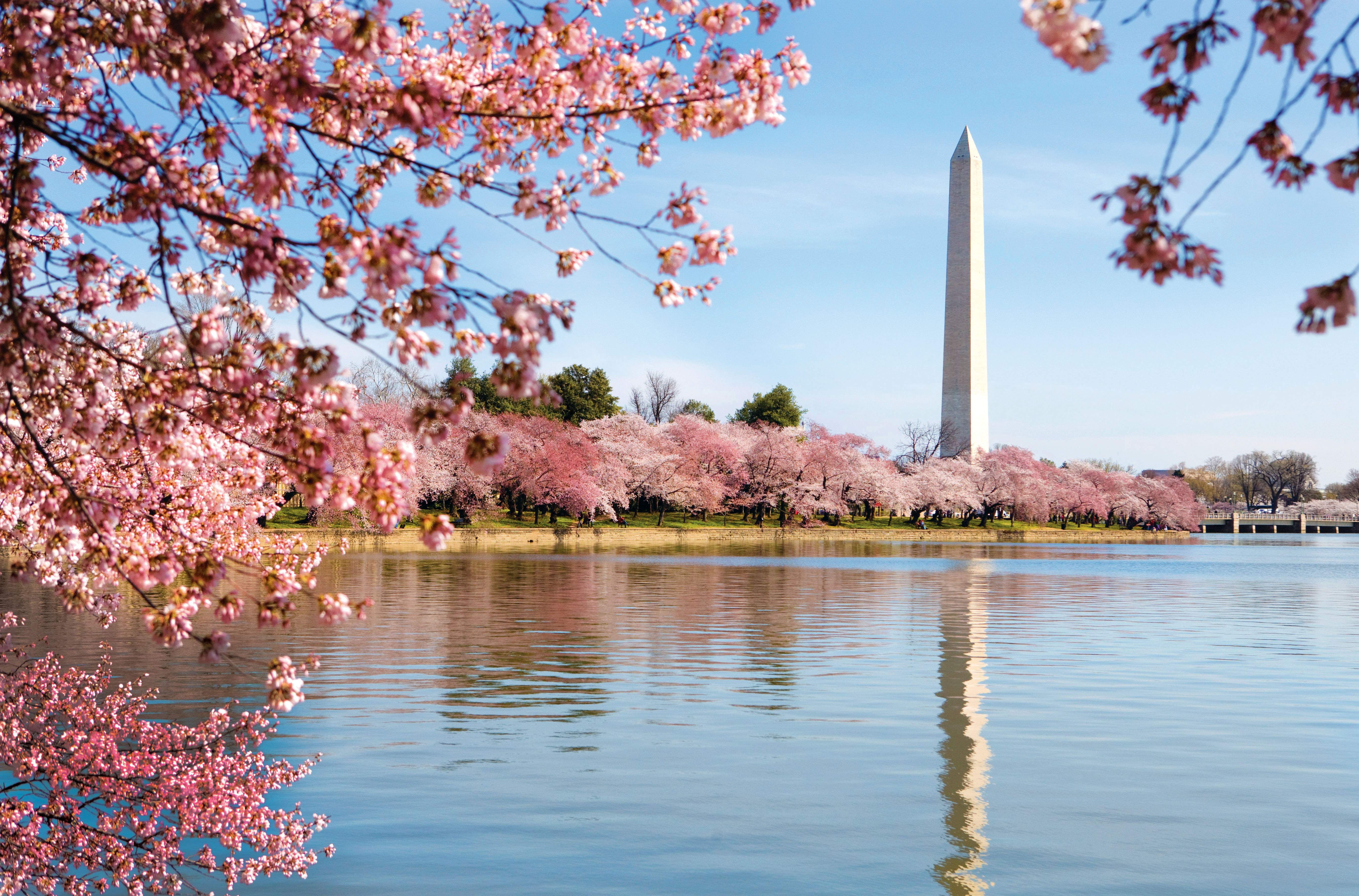 Washington DC Cherry Blossom Wallpaper Free Washington DC