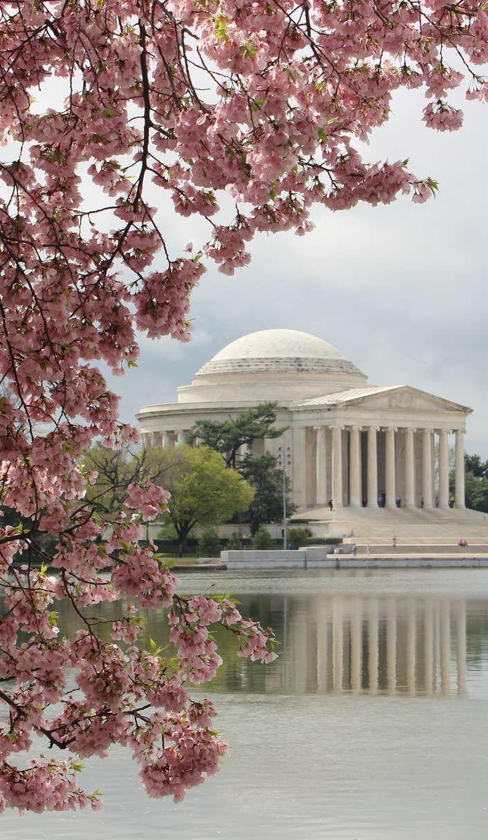 Facts About Washington DC's Cherry Blossom Festival. Washington