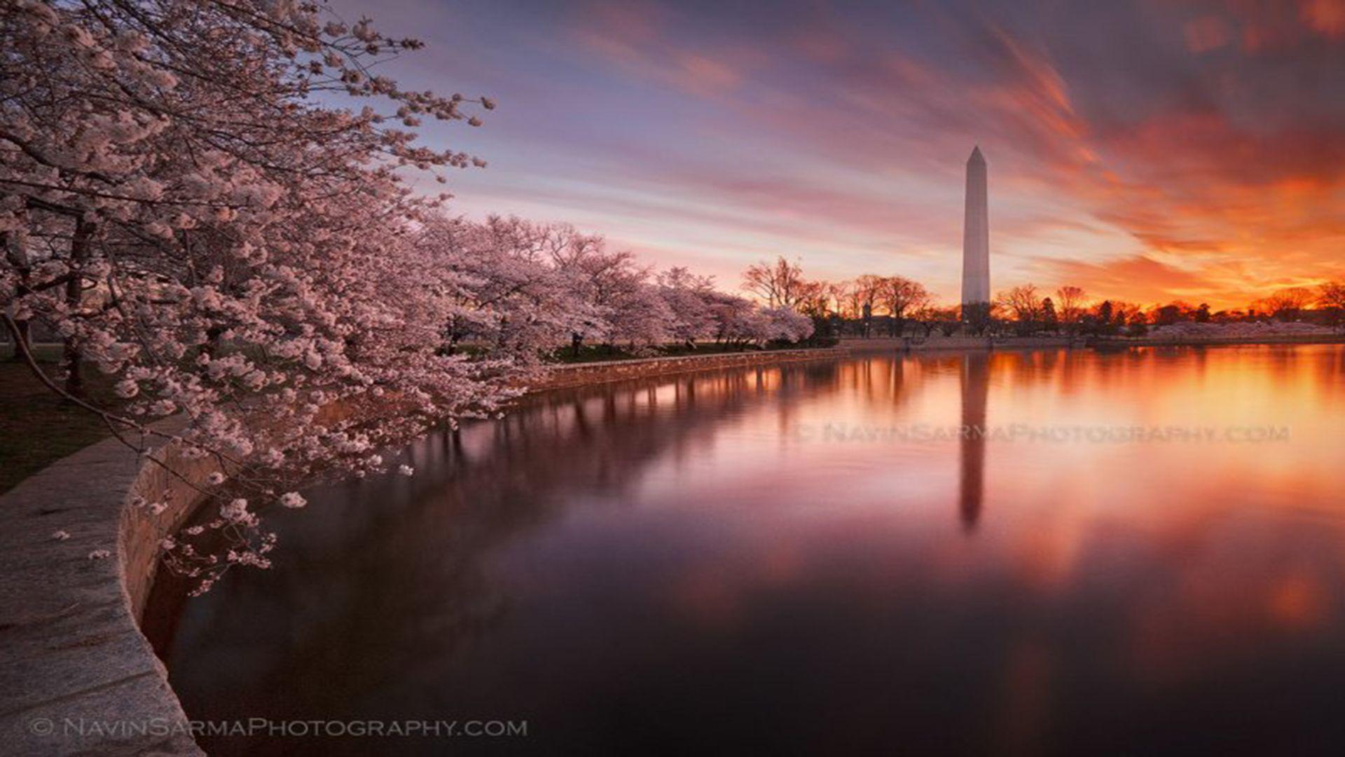 Washington DC Cherry Blossom Wallpaper Free Washington DC