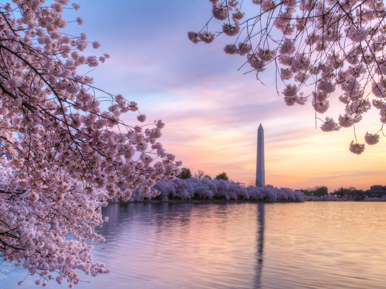 Washington Dc Cherry Blossoms Wallpaper, Free Stock Wallpaper
