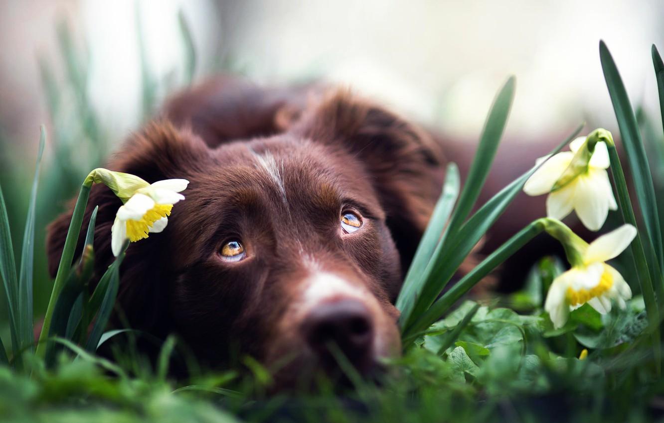 Wallpaper flowers, dog, daffodils, Spring dreams image for desktop, section собаки