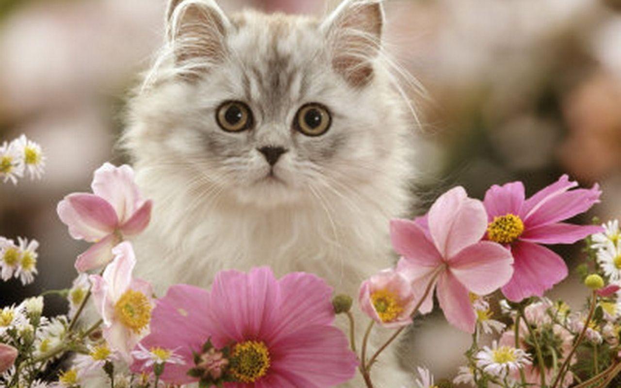 spring kittens desktop wallpaper
