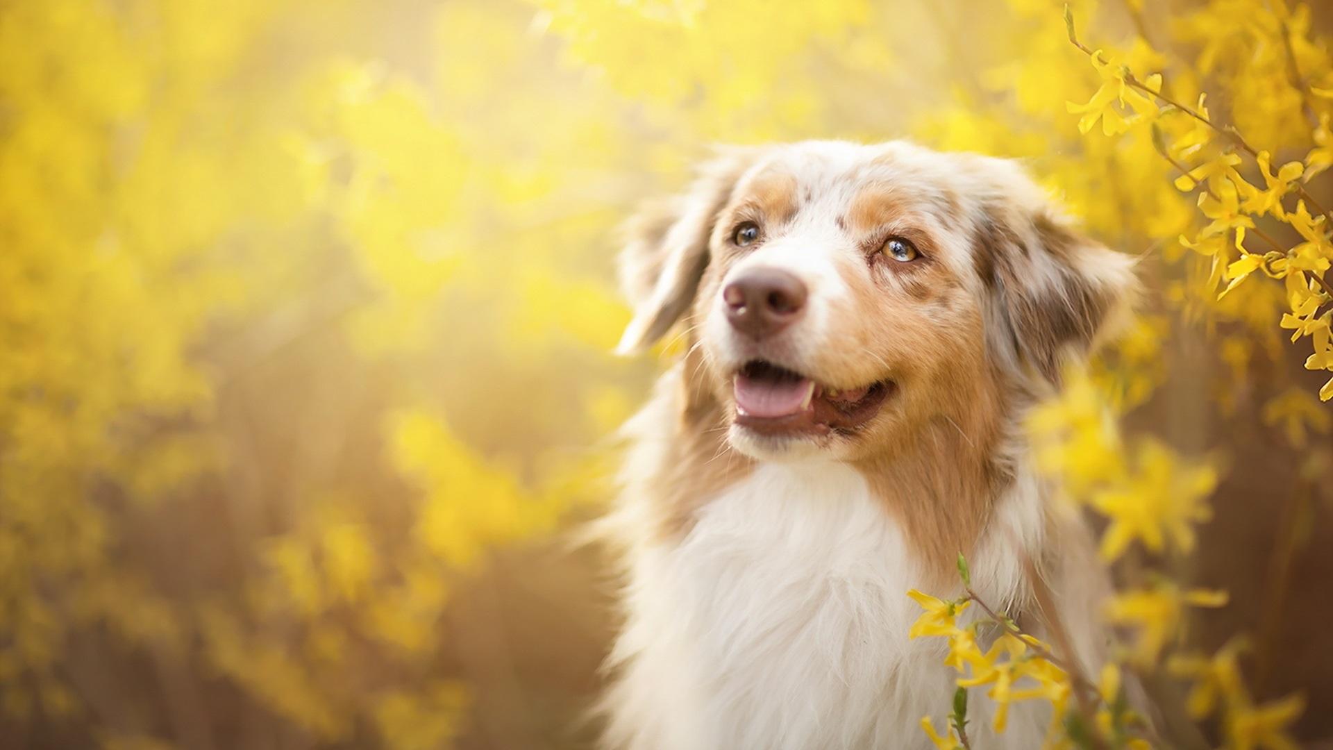 Wallpaper Dog, yellow flowers, spring 1920x1080 Full HD 2K Picture