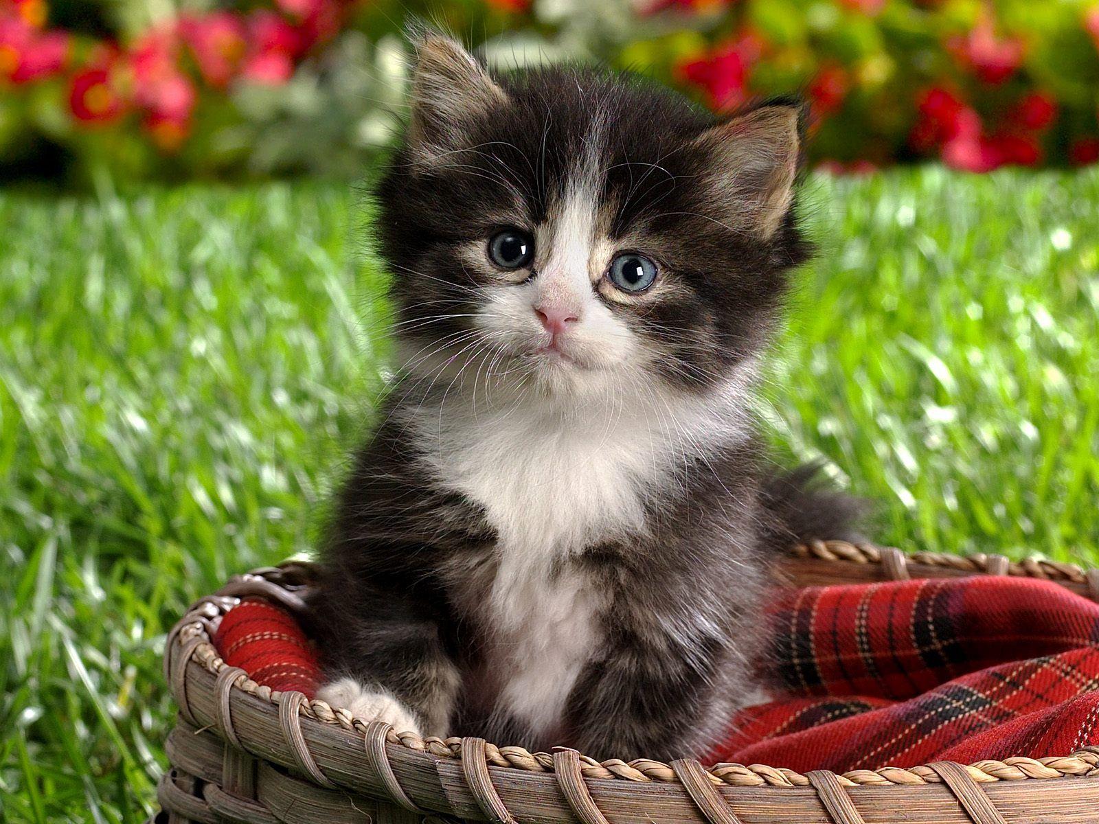 Spring Kittens Desktop Wallpaper. Kittens cutest, Kittens cutest