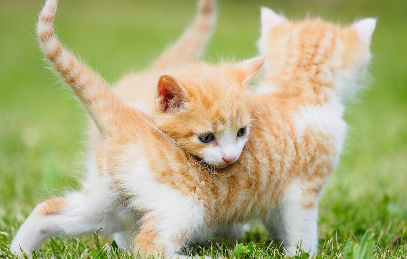 Spring Kittens Wallpapers - Wallpaper Cave