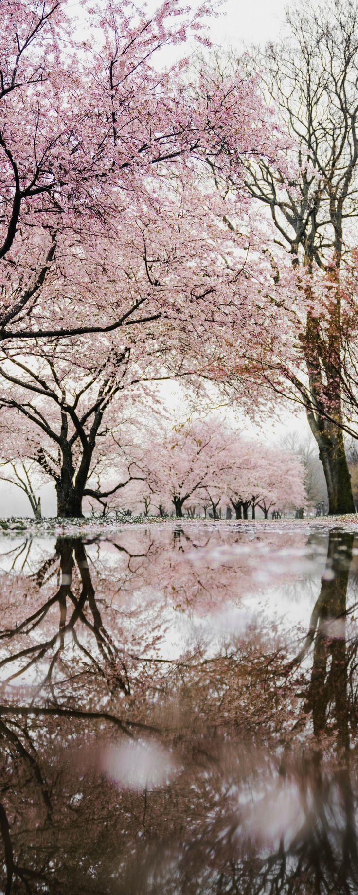 Best Things To Do In Washington, DC. Cherry blossom dc, Spring