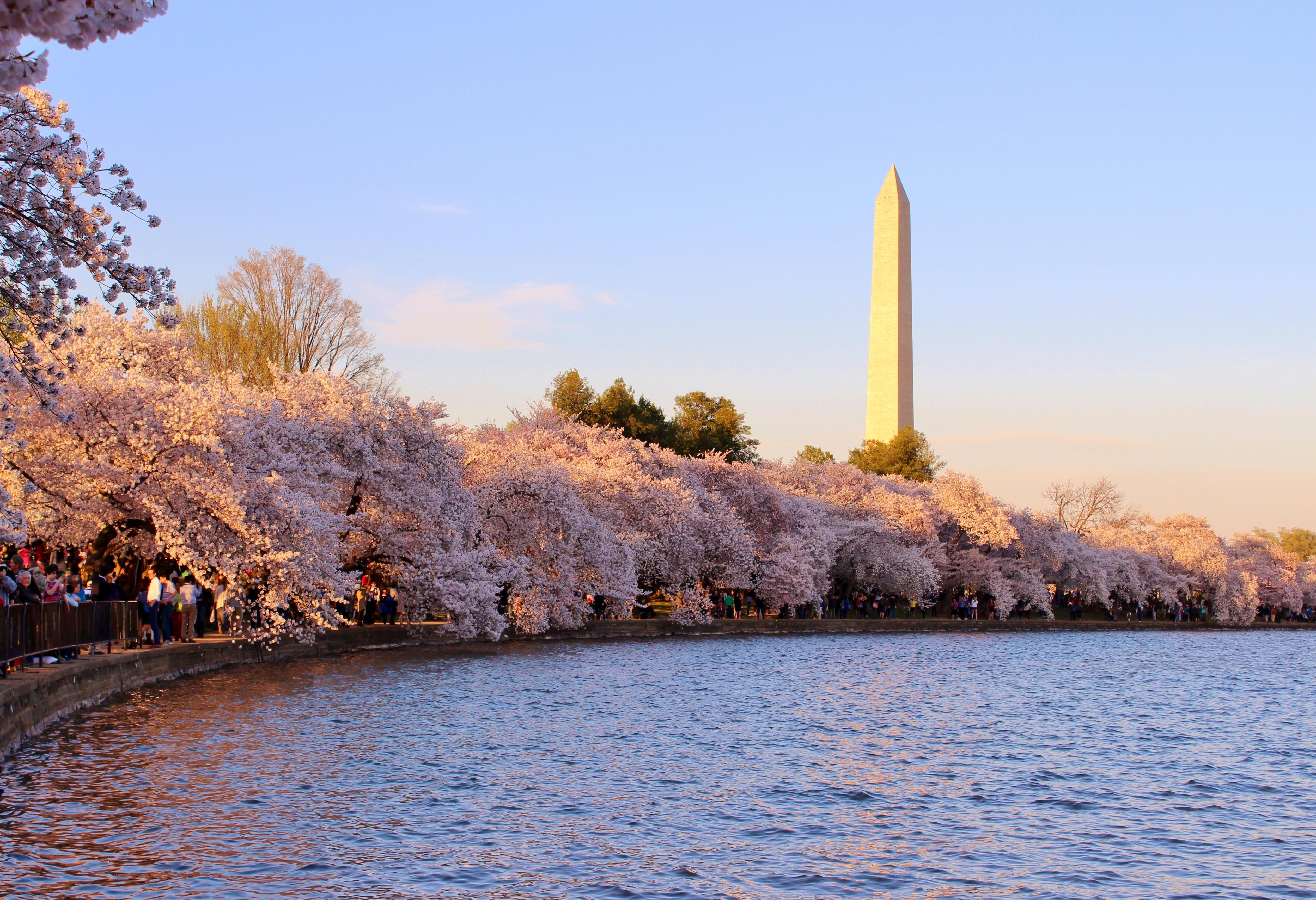 Washington DC Cherry Blossom Wallpaper