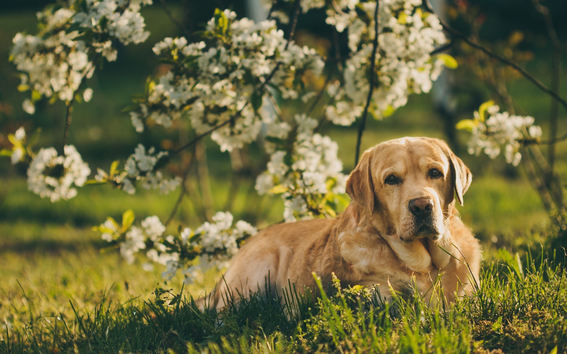 Download wallpaper Golden Retriever Dog, spring, labrador, dogs
