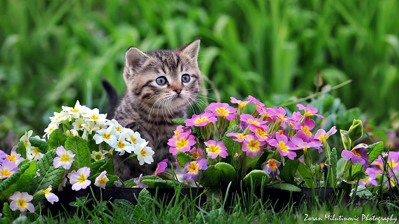 Photo kitty cat cat Flowers Animals 1366x768