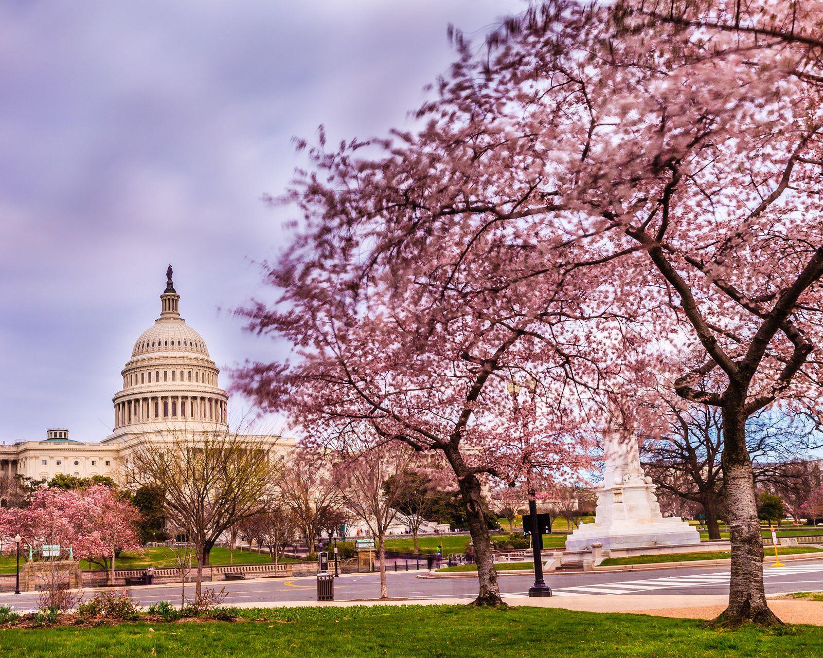 Washington DC Spring Wallpapers Wallpaper Cave
