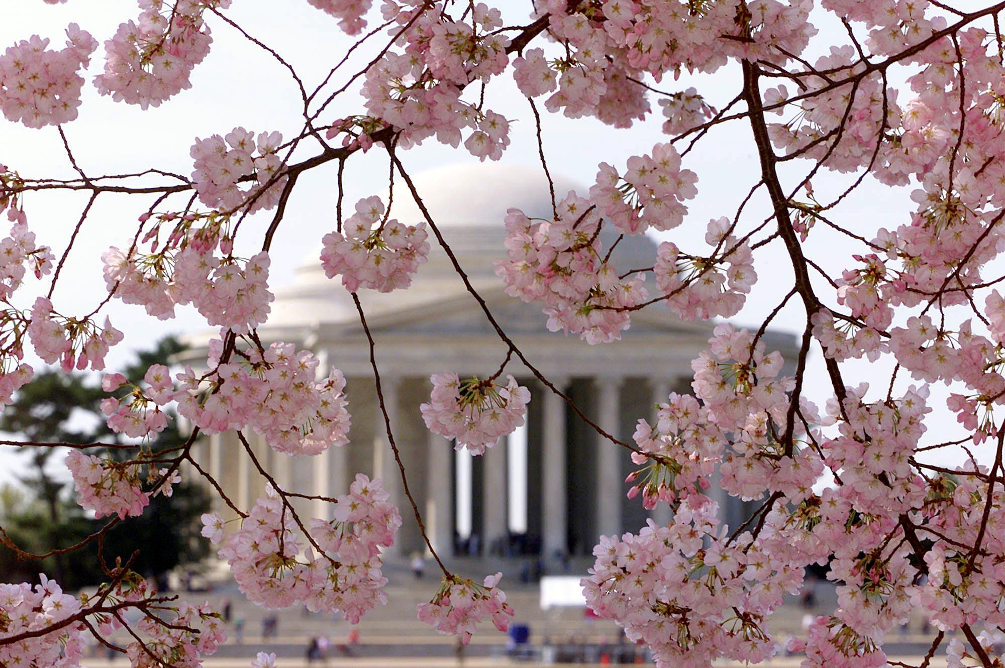 National Park Service revises peak Cherry blossom bloom dates