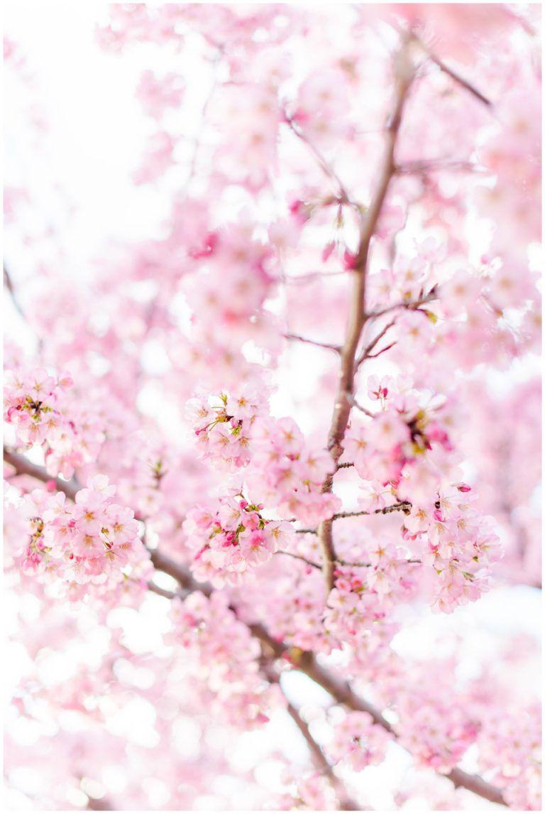 Washington DC's Cherry Blossoms. Cherry blossom wallpaper, Spring
